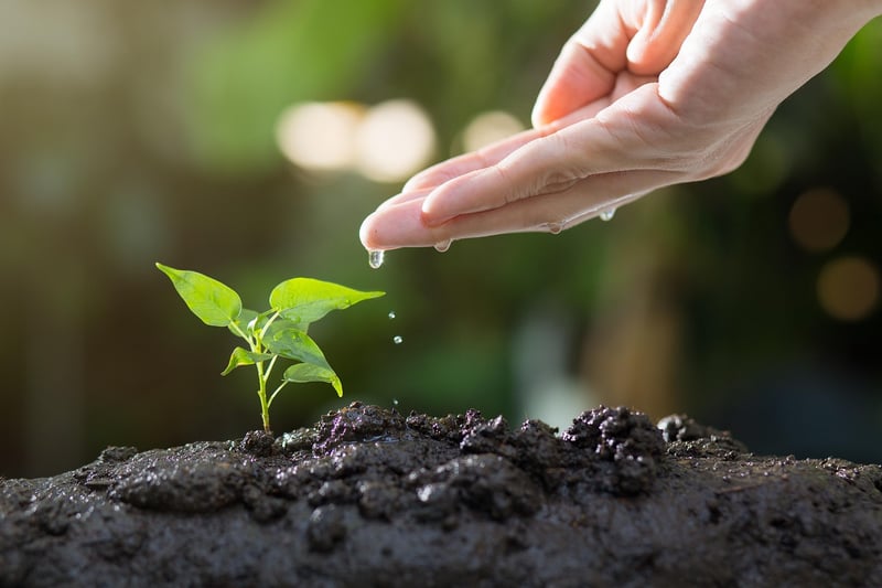 Indoor Gardening Image